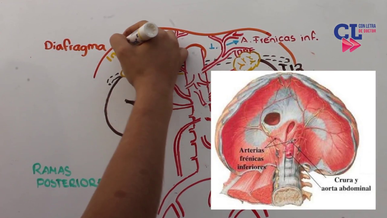 AORTA ABDOMINAL