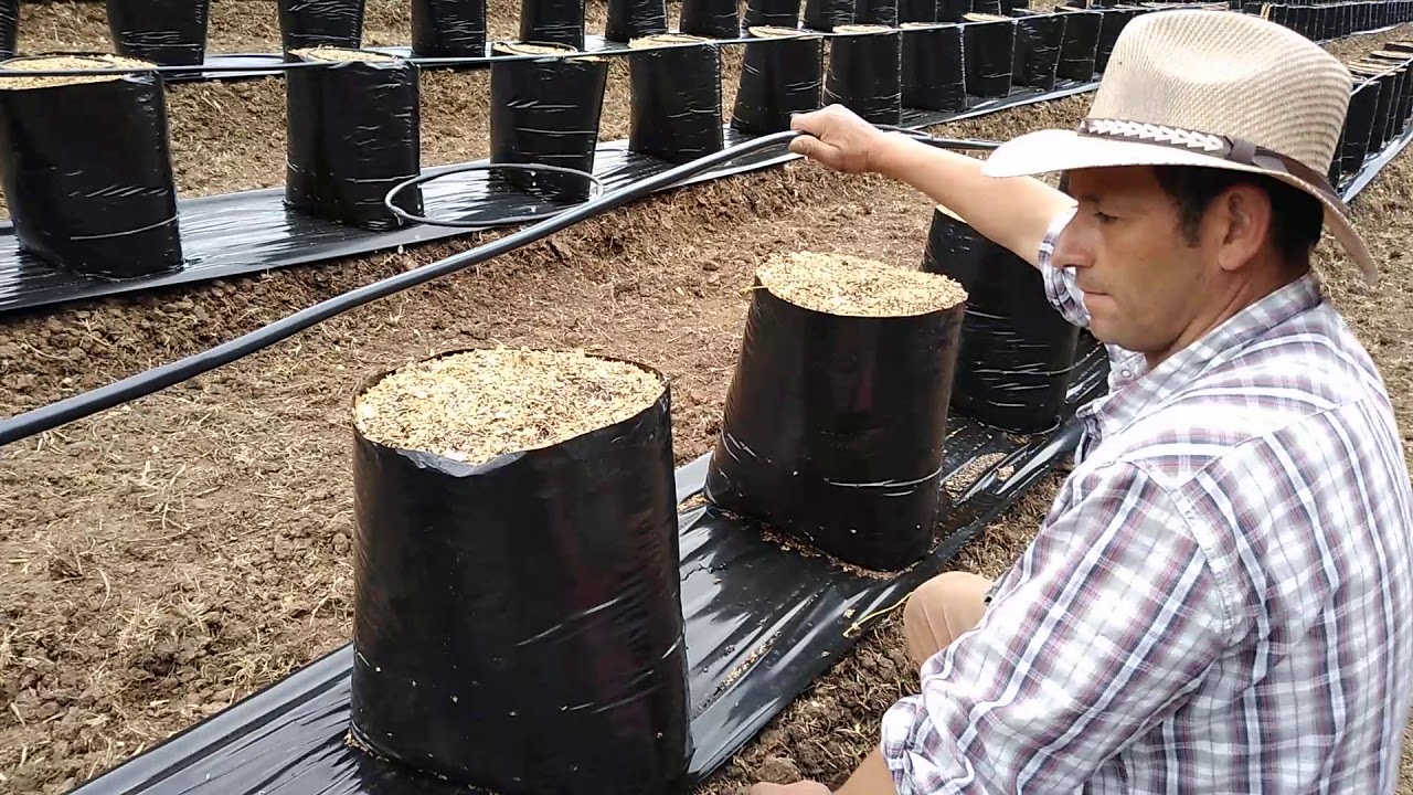 Cultivos de arándanos colombia