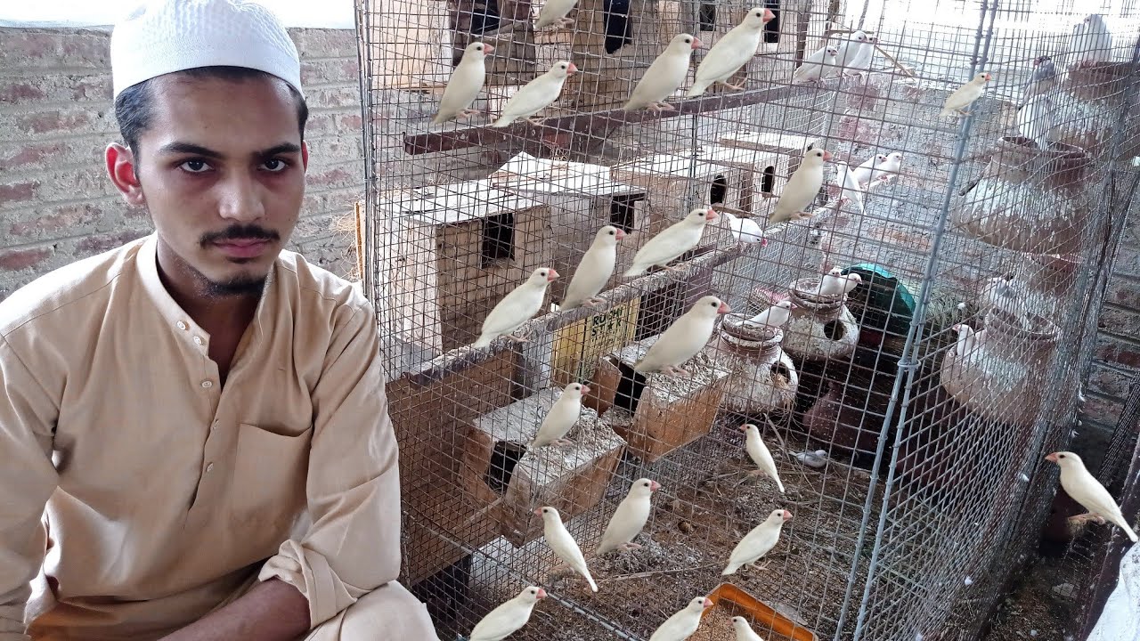 java birds || java sparrow || java breeding update