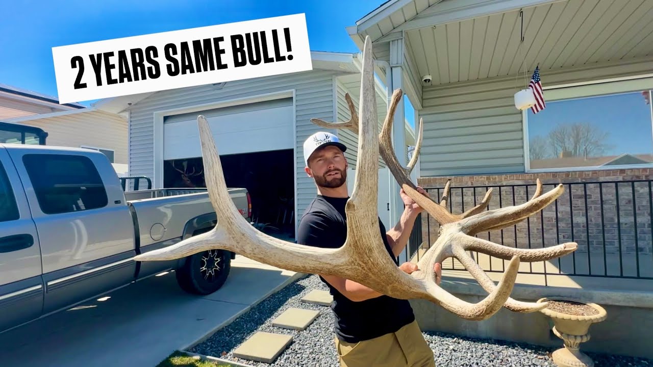 GIANT TRIPLE BROW BULL | What do they SCORE? With @Martin Chagnovich