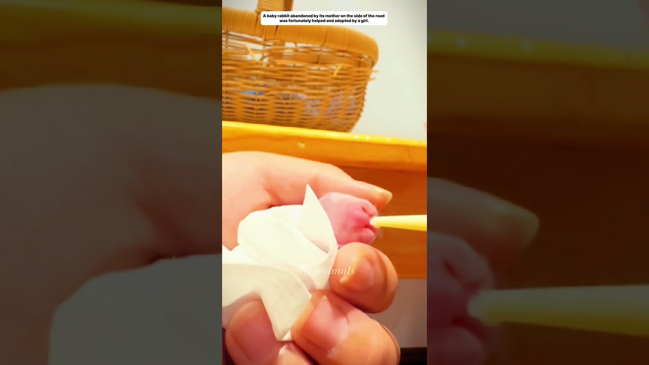 A girl rescues a baby rabbit abandoned by its mother and the ending&hellip; #cuteanimals #rabbit #rescues