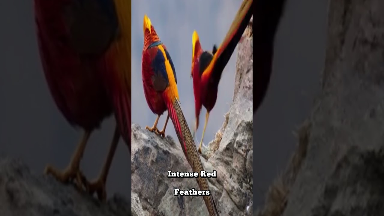 The brightest bird in the world 🐦 (Golden Pheasant) #Curiosities #Animals #Nature #DidYouKnow