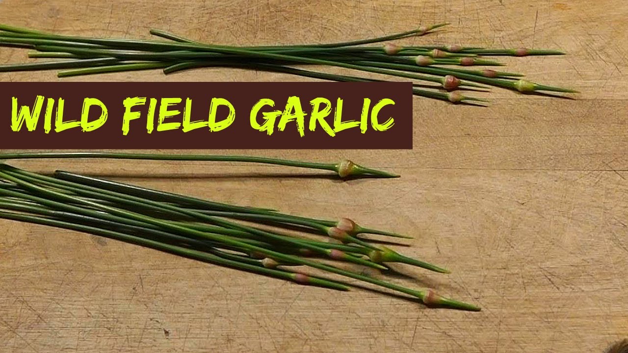 Foraging Weeds - Wild Field Garlic Scapes