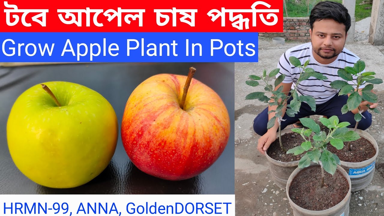 How To Grow Apple Plant In Container । টবে আপেল চাষ পদ্ধতি । HRMN 99 । ANNA Apple । Golden DORSET ।