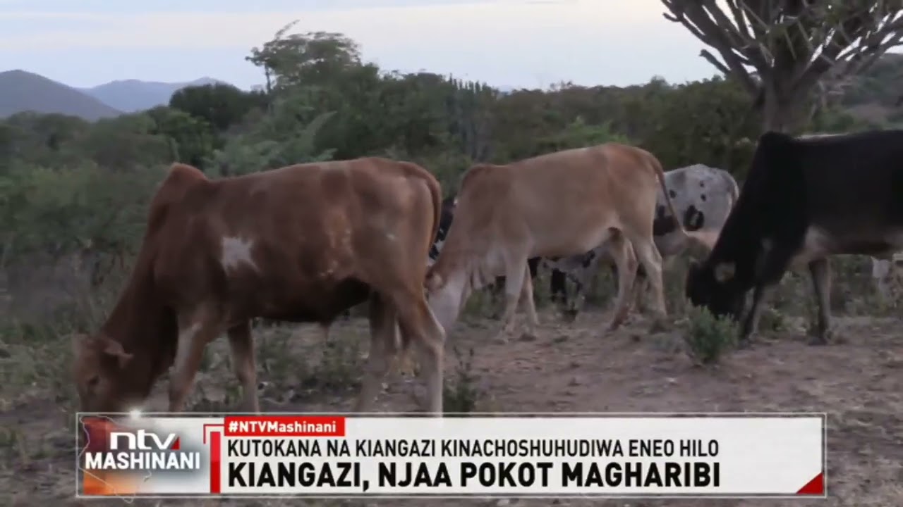 Pokot Magharibi: Maelfu ya wakazi waathirika na baa la njaa kutokana na kiangazi