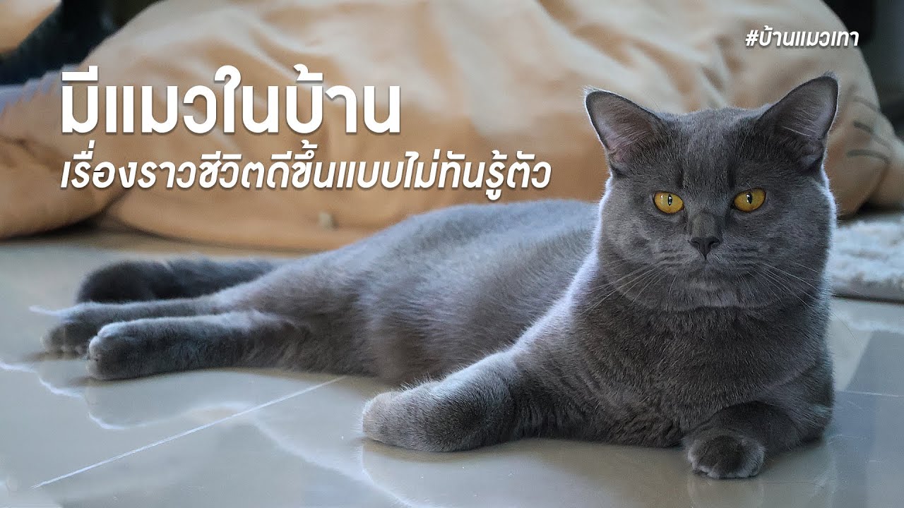มีแมวในบ้าน : เรื่องราวชีวิตดีขึ้นแบบไม่ทันรู้ตัว
