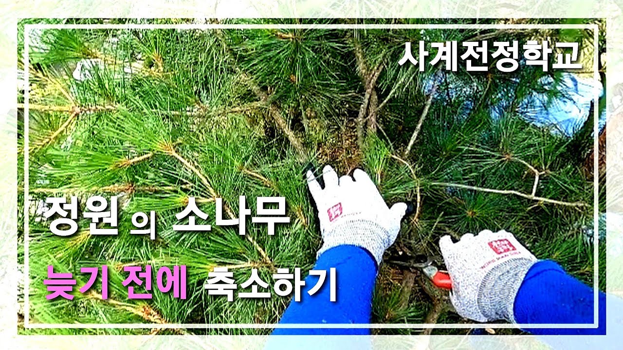 정원의 소나무 늦기 전에 축소하기 #51사계전정학교