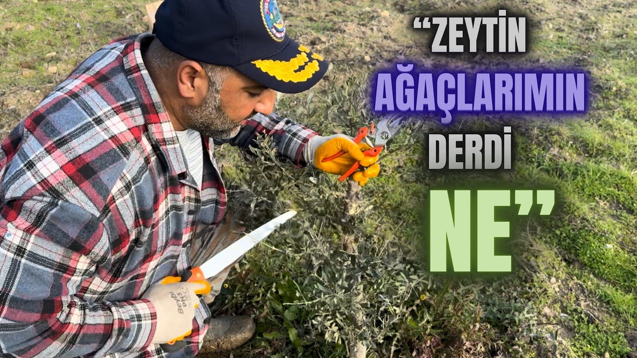 Zeytin Ağacı Neden Meyve Yapmaz ? #budama #erenvural  #zeytinbudama
