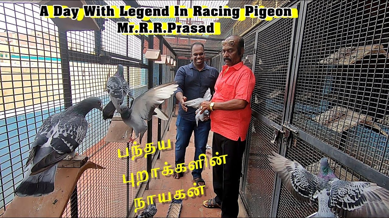 பந்தய  புறாக்களின் நாயகன்| A Day with indian Racing Pigeon Legend Mr.R.R.Prasad |Part1