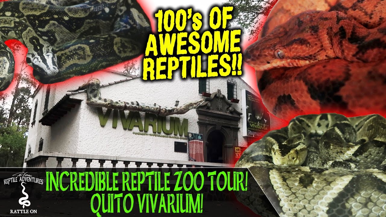 INCREDIBLE REPTILE ZOO TOUR AT THE QUITO VIVARIUM! - ADVENTURES IN ECUADOR (2019)