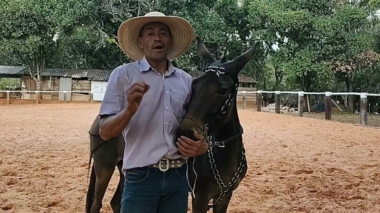 MULA EXCELÊNCIA EM SEU ÚLTIMO DIA COM MILTON VALE