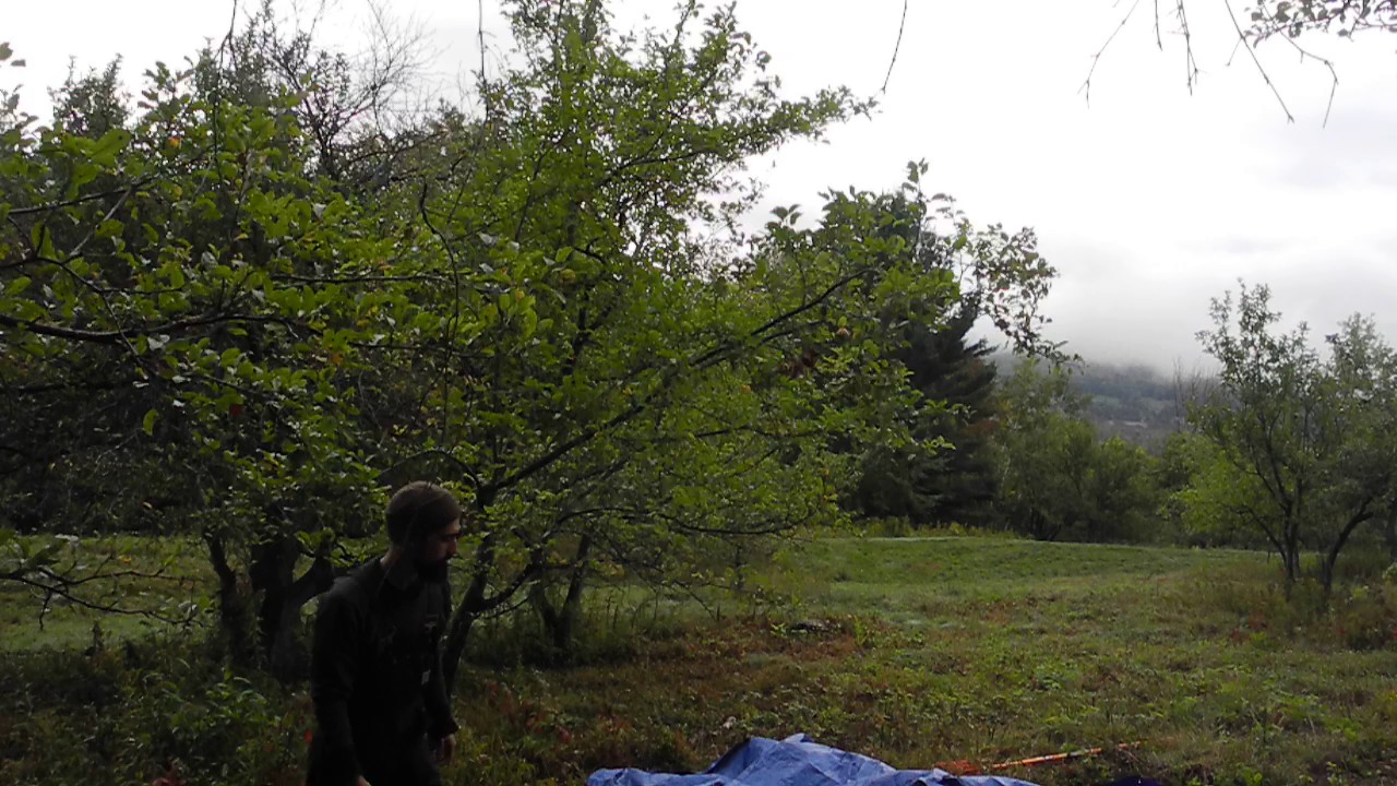 Wild Apple Harvest