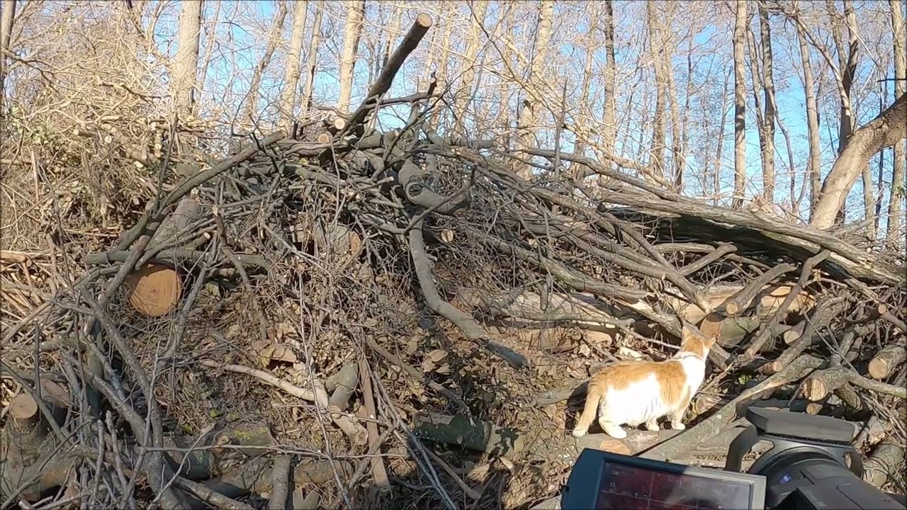 愛され地域猫、近づいてきてごろにゃん