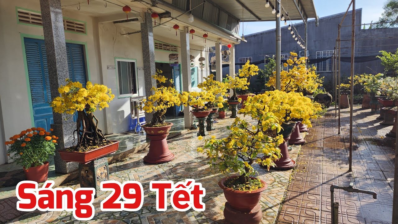 Sáng 29 Tết - Xem Mai Nở Hoa