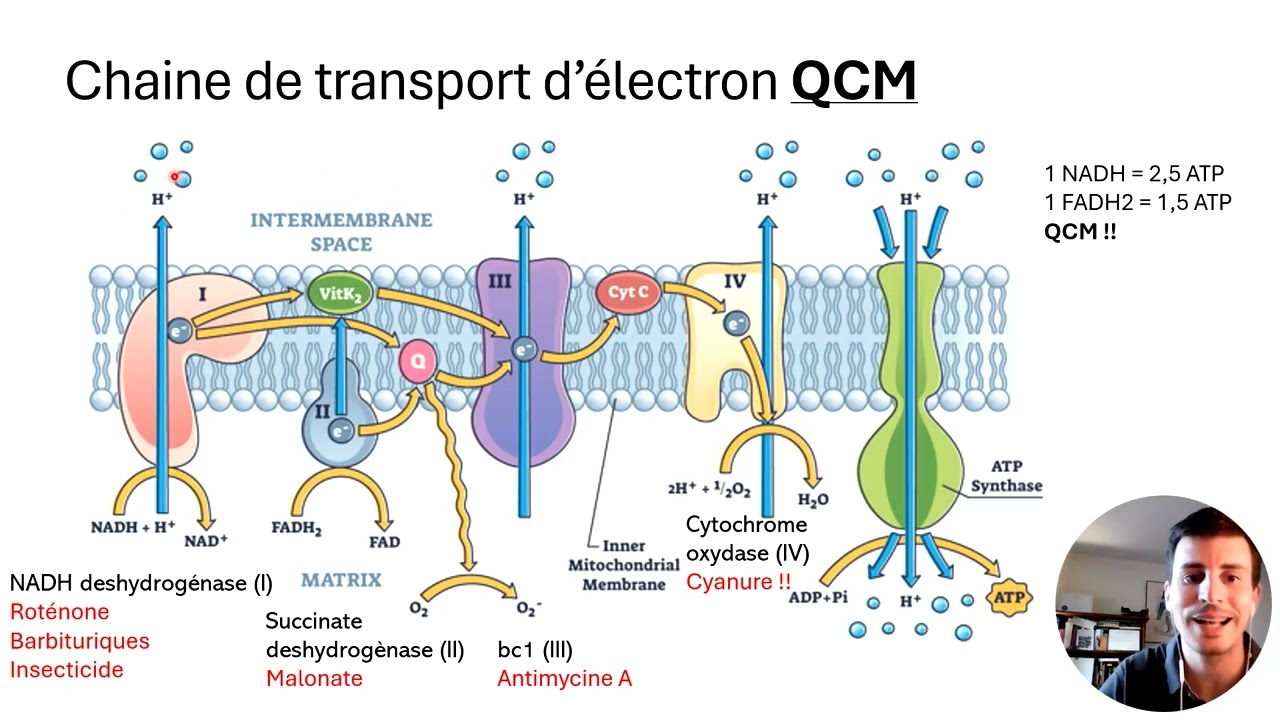 Mitochondrie, endosymbiose, énergie, respiration aérobique - Biologie cellulaire PASS LAS médecine