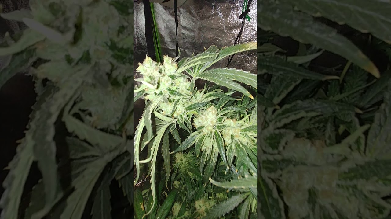 Strawberry Kush