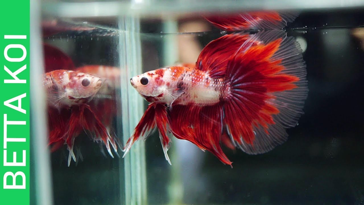 BUYING THE HIGHEST QUALITY OF BETTAFISH
