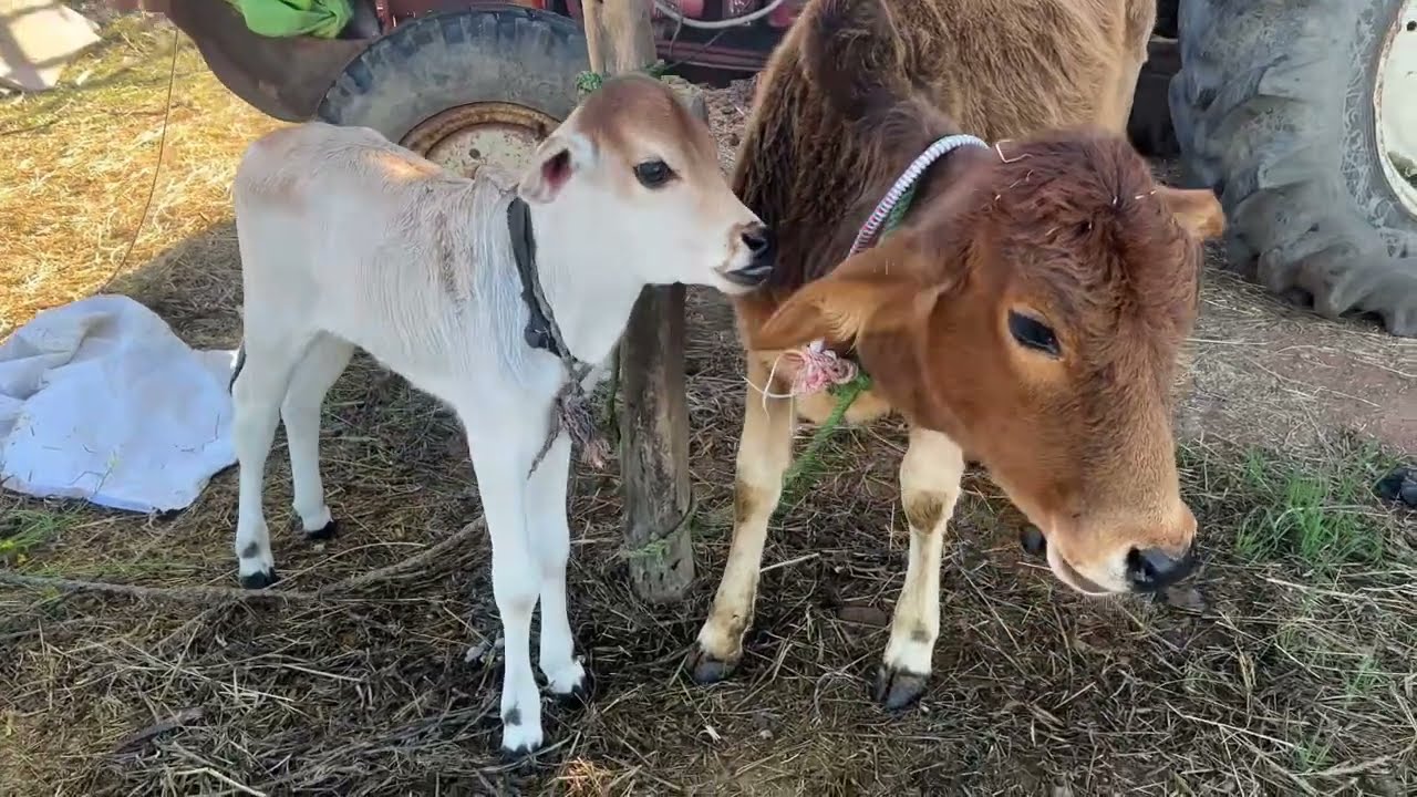 Makrant ki Masti Masti 😂aur Hamare Doston ki entry😂 #vikaspandeyvlog #vlog #cow #cowvideos #gaumata