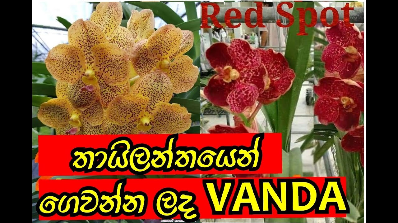 තායිලන්තයෙන් ශ්‍රී ලංකාවට ආනයනය කරන ලද  Orchid (Vanda)