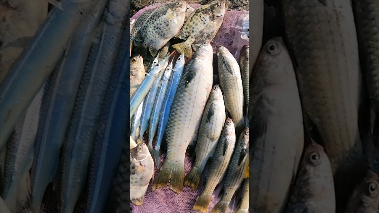 Mancing Belanak Ekor Kuning Bonus Banyak Ikan