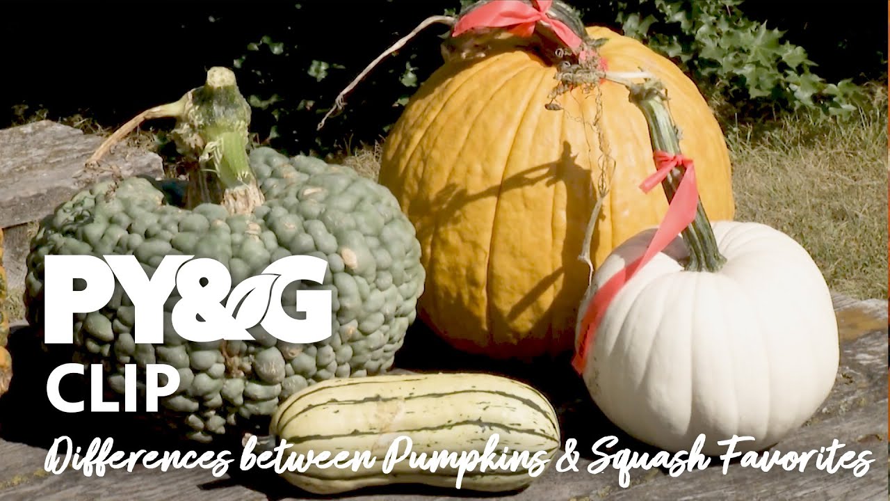 Differences between Pumpkins and Squash Favorites | The Fall Harvest | Prairie Yard & Garden