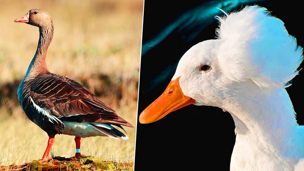 7 Most BEAUTIFUL Geese In The World