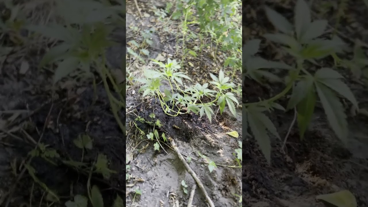 Guerilla Grow- after 36h ! #garden #gardening #outdoor #plants #flowers #update #smoker