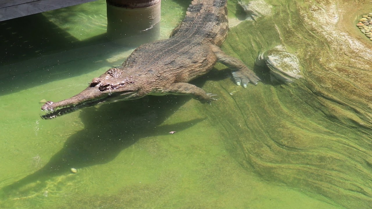 Tomistoma Feeding at LA Zoo