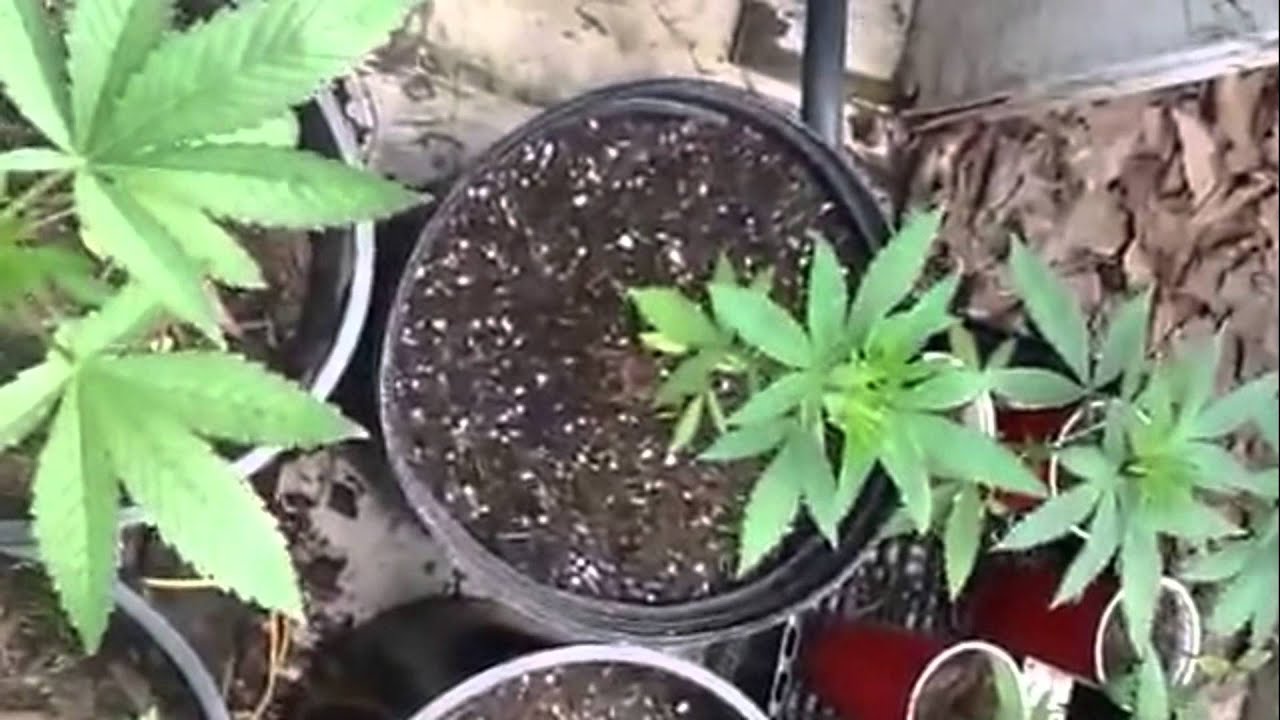 Rare dank outdoor mini sea of green