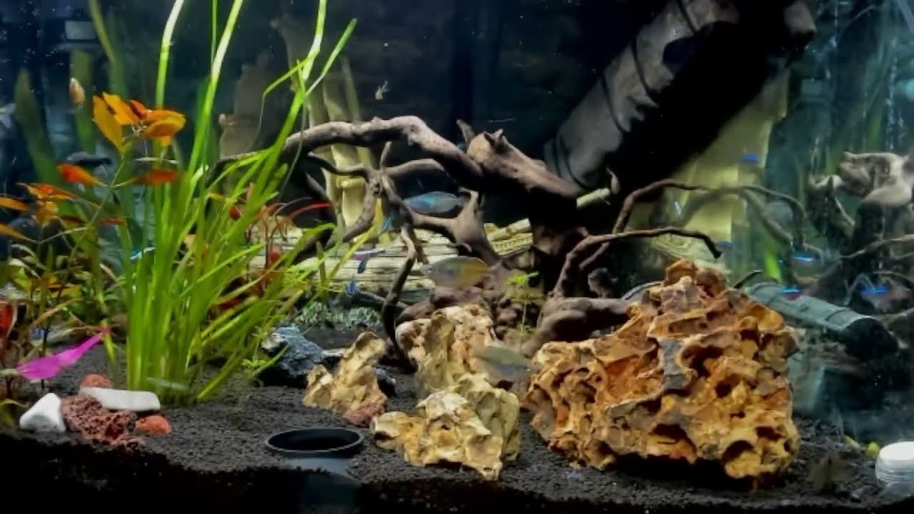 Aquarium Live Replay – A Few Technical Moments great footage at the beginning 