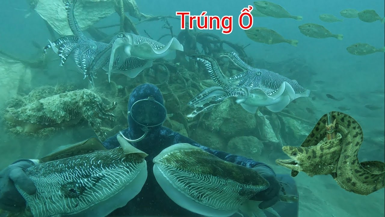Quá Bắt Ngờ Ngồi Vùng Nước Hụt Phát Hiện Mực Nang Về Làm Ổ & Cá Mú Cá Chình Hải Mã Còn Rất Nhiều