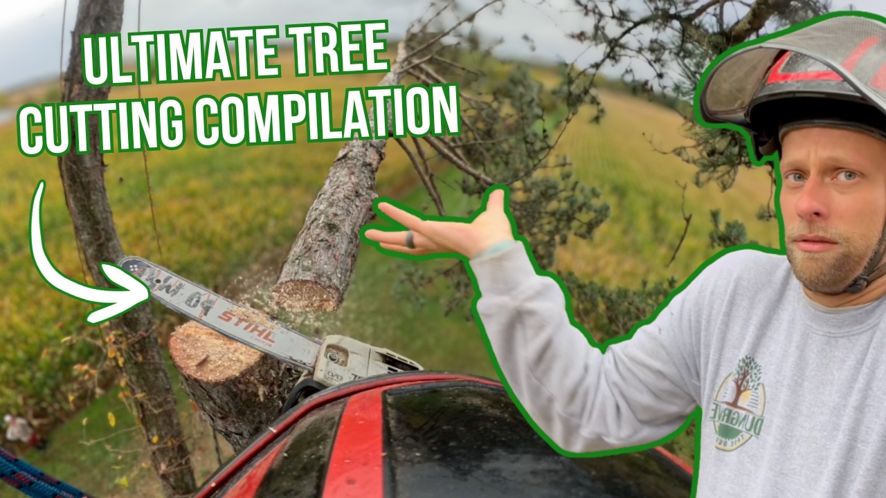 Подборка опасных случаев вырубки деревьев | Компания Dungrove Tree Service
