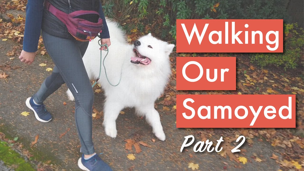What It's Really Like Walking Our Samoyed! Part 2 [Unedited] | Dog Training