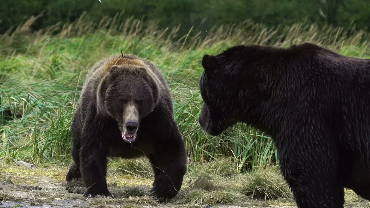 Mother Grizzly Charges Giant Male, Alaska 2021