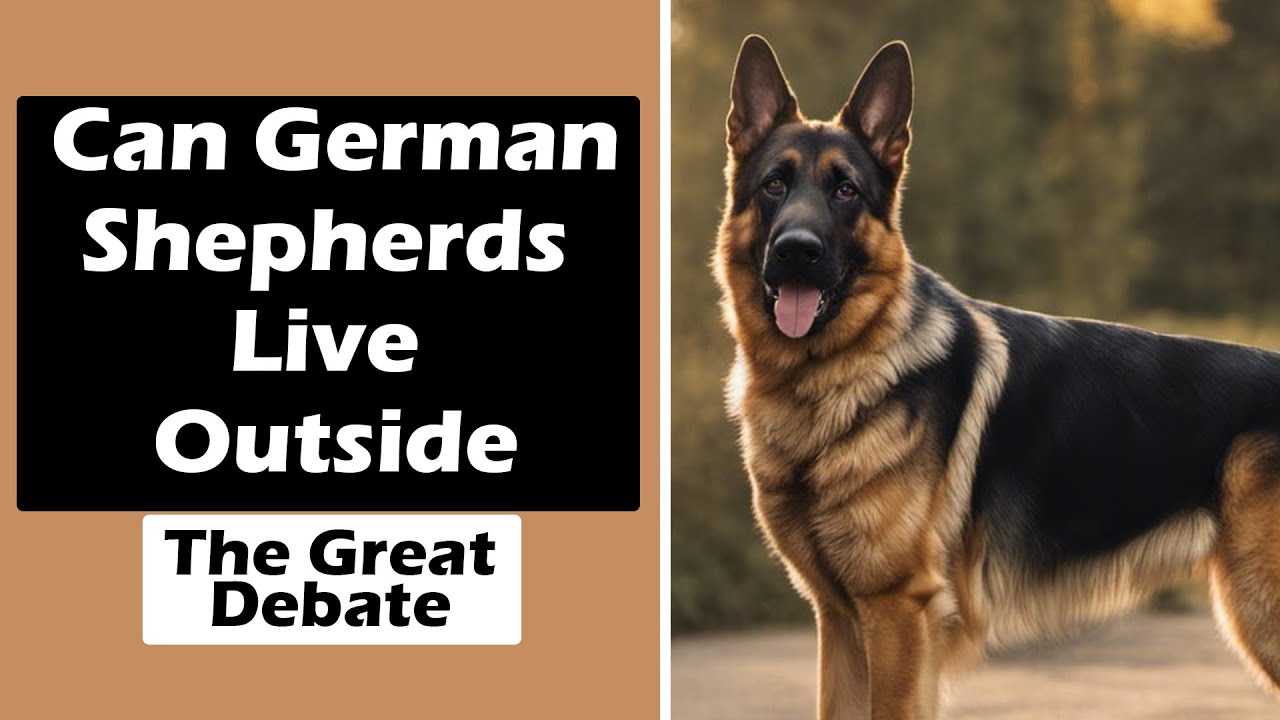 Can German Shepherds Live Outside? The Great Debate