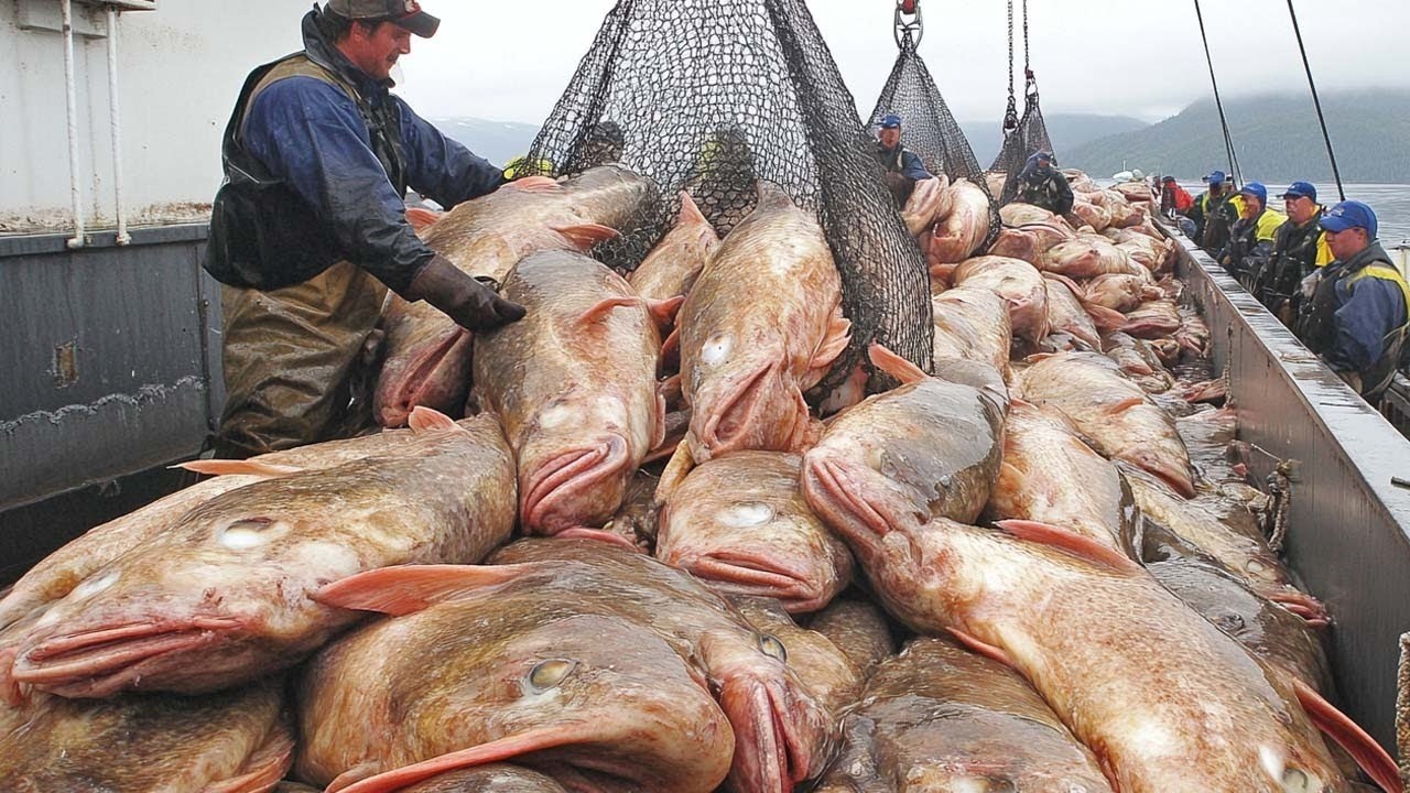 ECCO COME i pescatori catturano milioni di tonnellate di pesce nell'oceano
