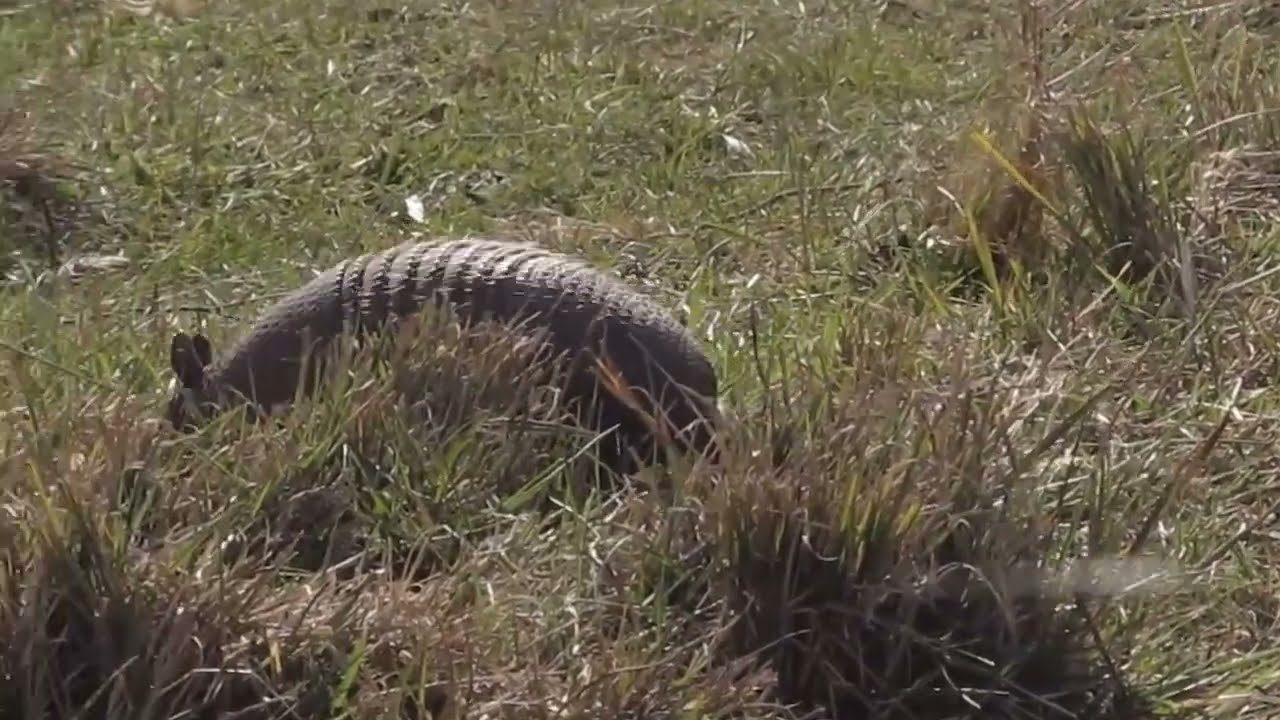 Mulita en Libertad: Explorando la Belleza Natural de la Fauna Bonaerense