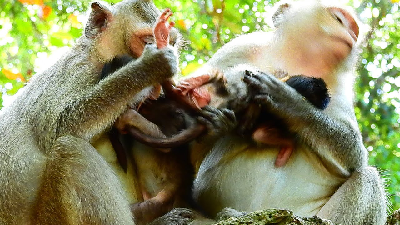 POOR ARIA VERY HARD WITH OTHER FIMALE MONKEY TRY PULL STRONG. VERY PITY BABY.