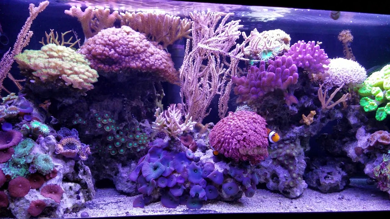 Gorgonians in a Mixed Reef!!!