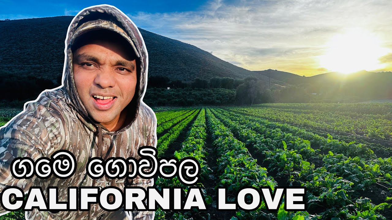 County life USA 🇺🇸 | ගමෙ මල් කංසා ෆාර්ම් එකෙ  බොඩරෙ ☘️ | USA 🇺🇸