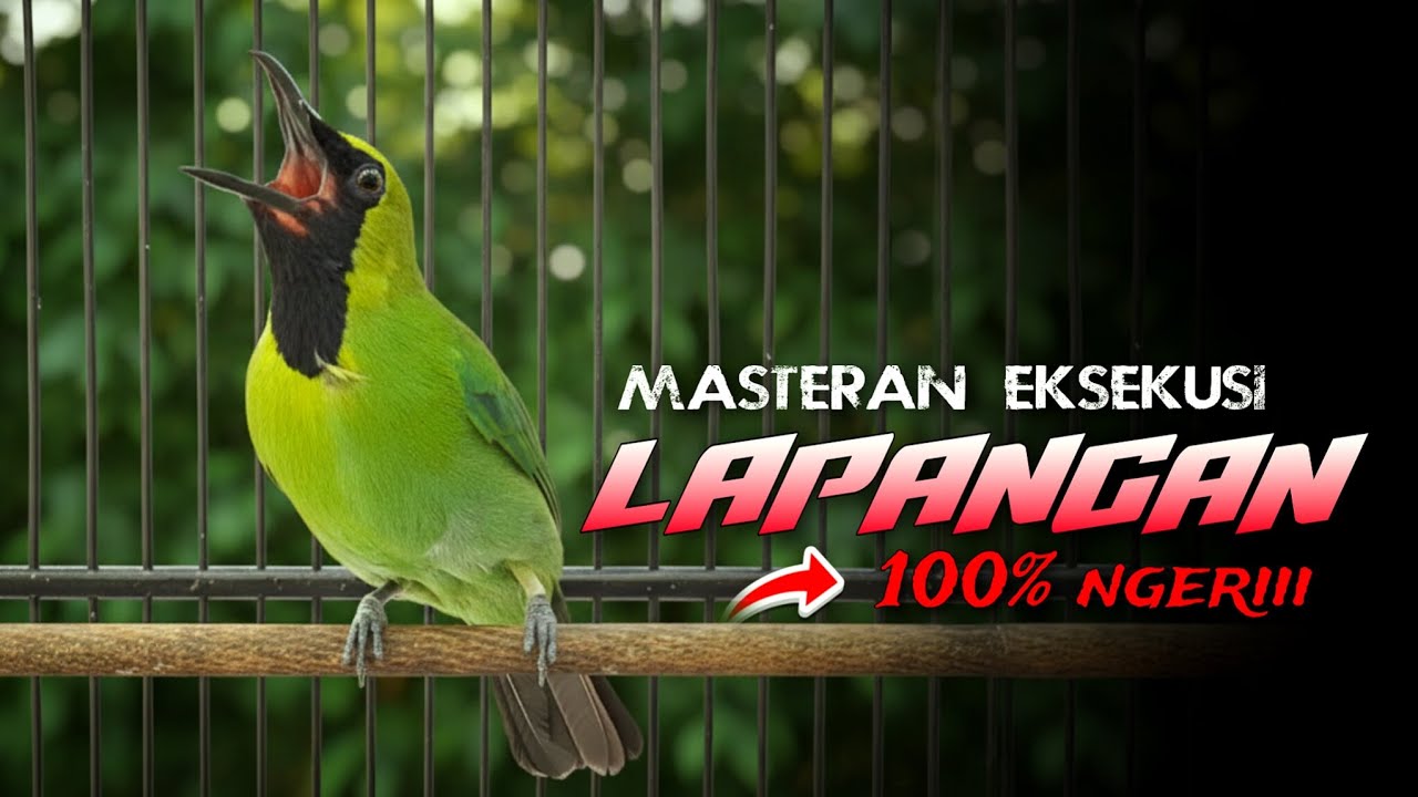 🔴100% NGERI‼️CUCAK IJO GACOR FULL TEMBAKAN COCOK BUAT MASTERAN DI LAPANGAN
