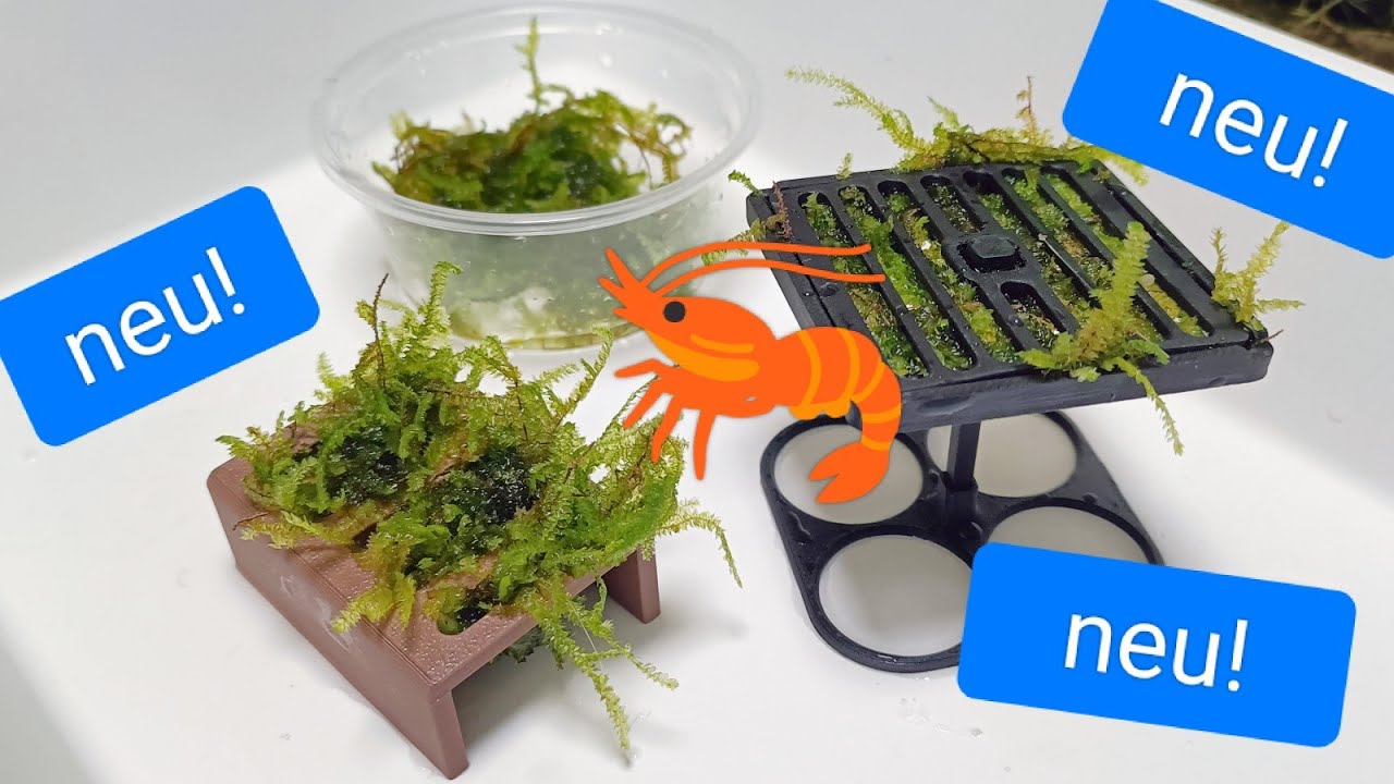 ShrimpPuddle Produktvorstellung