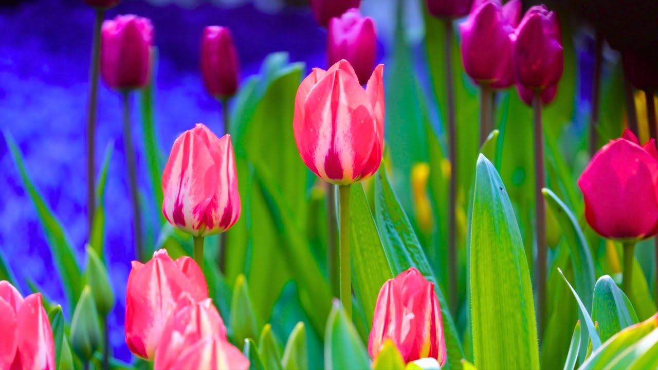 Lofi Hip Hop Beats & Flowers To Relax & Study | May Gardens & Spring Flowers On Mackinac Island