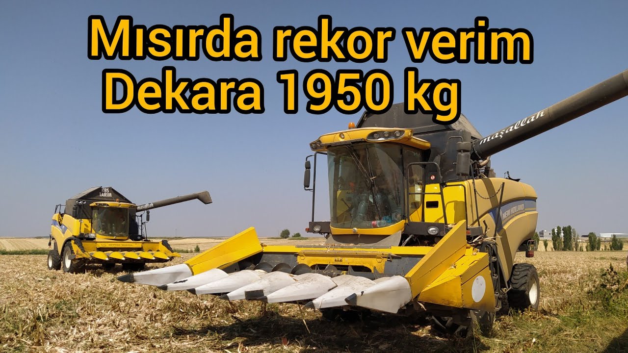 Mısır hasdında 🌽 rekor verim 1950 kg