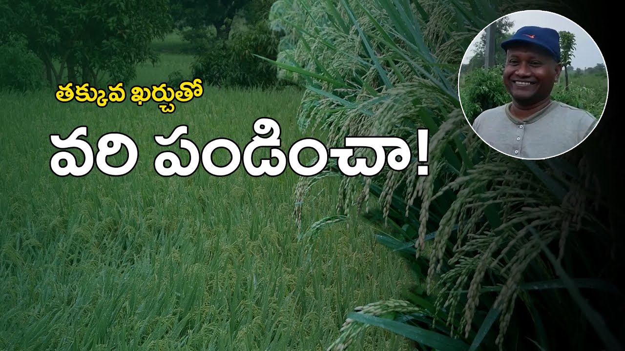 E434| కేవలం రూ .3600 తో వరి పండించా! | no weed in paddy | @GramaBazaar ​