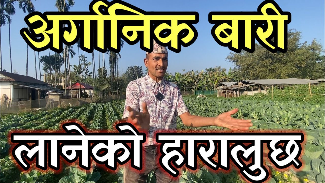 अर्गानिक सब्जी खेती गरेर यस्तो राम्रो कमाई 