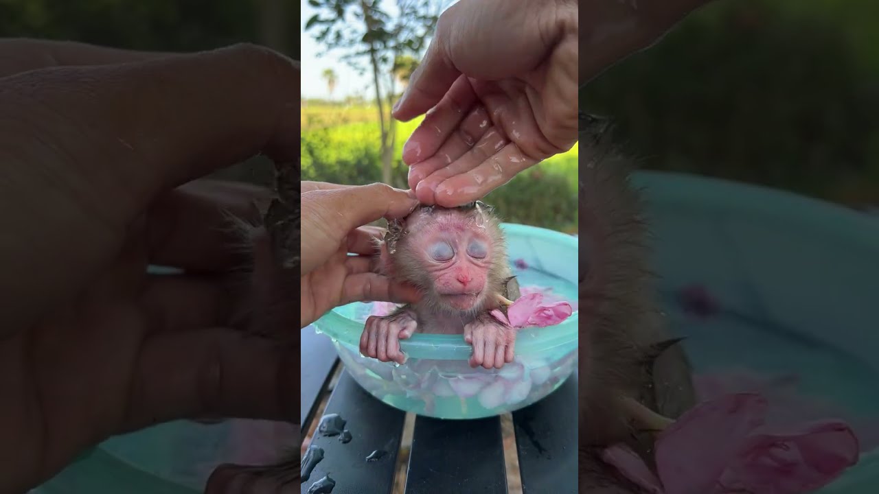 #poorlittlebabymonkey #babymonkey #savingbabymonkey #helpbabymonkey #sadbabymonkey #videosort