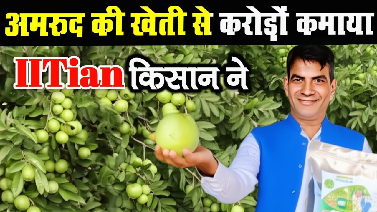 GUAVA FARMING CG||करोड़पति बना अमरुद फार्मिंग से छत्तीसगढ़ का IITian || IITian Became A Millionaire