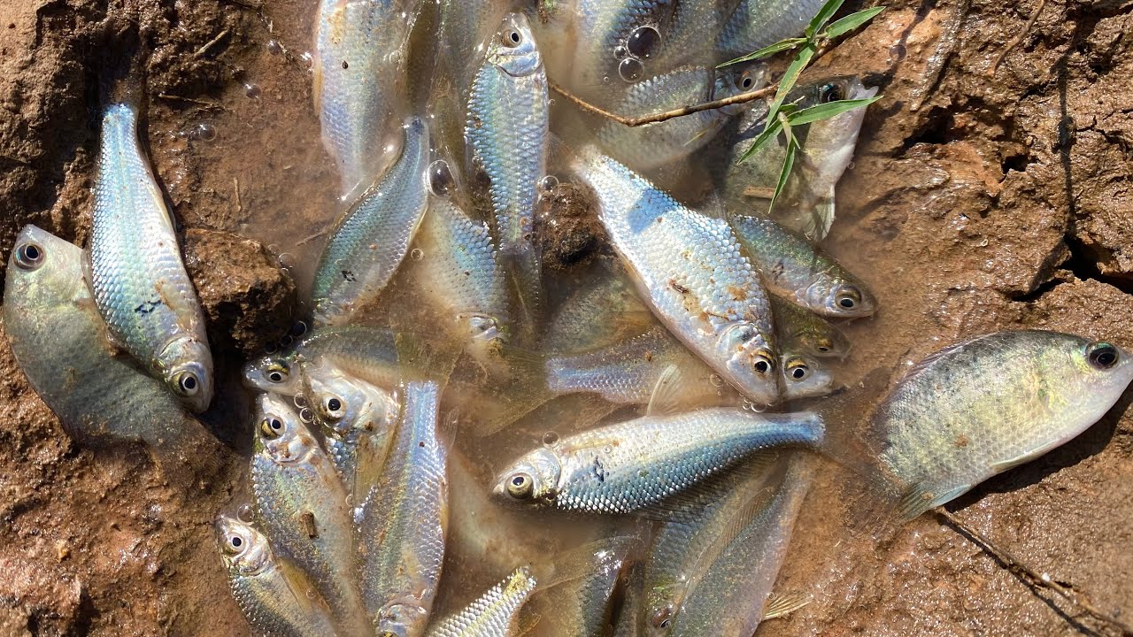 Capture fish amazing 🐟🌿 Observe aquatic insects in rural frog, shrimp, crab, fish #amazing #fishing 