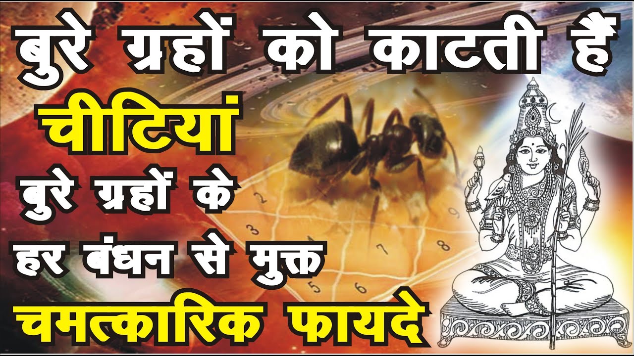 सभी बुरे ग्रहों के हर बंधन को काटने का बहुत ही चमत्कारी उपाय होती है चीटियां - चमत्कारिक फायदे